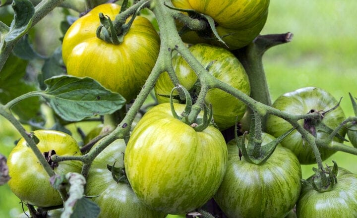 green zebra tomatoes