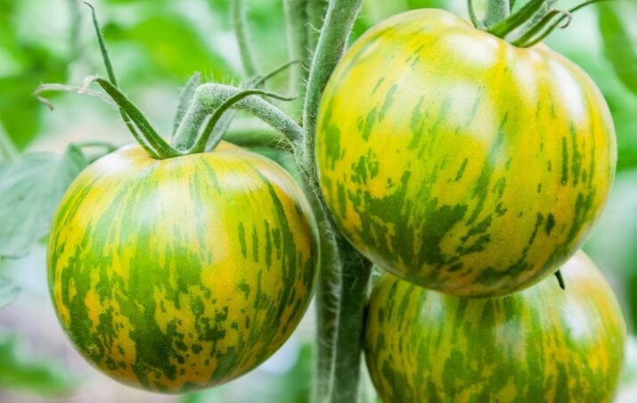 green zebra tomato