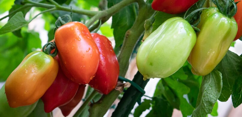 roma tomatoes