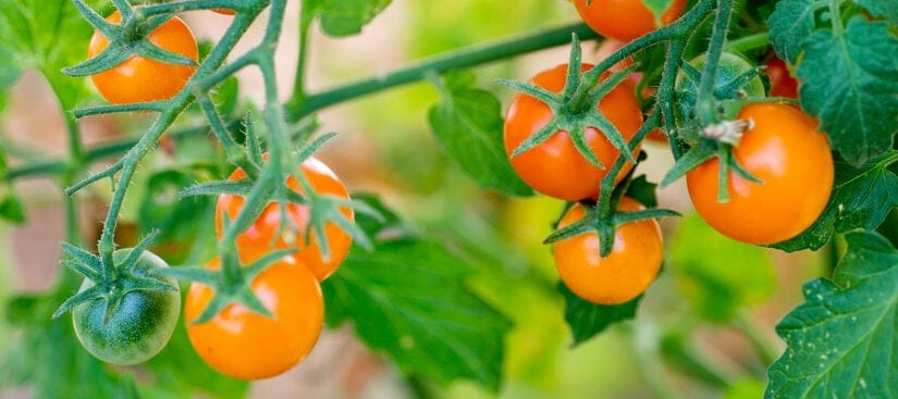sun gold tomatoes