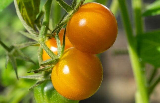 sun gold tomato