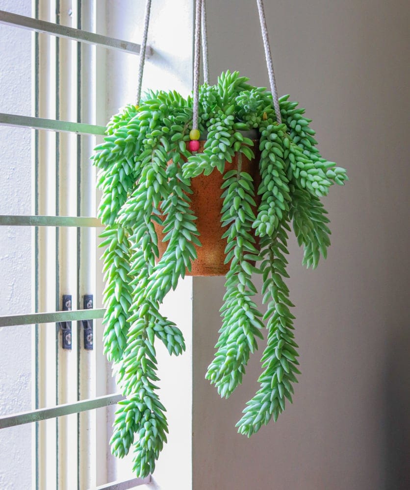 Burro's Tail Hanging