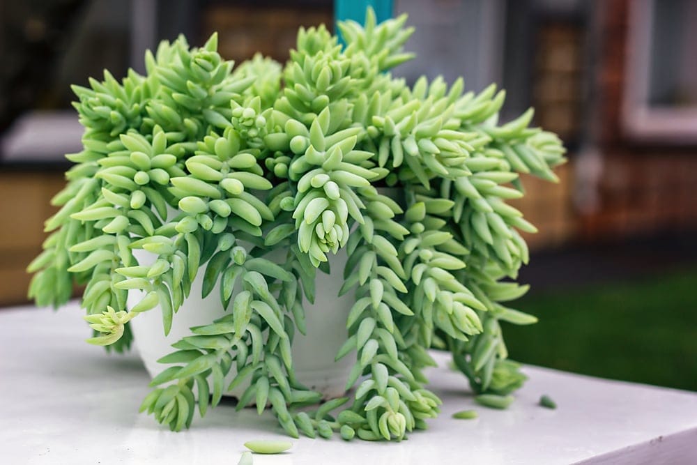 burro's tail