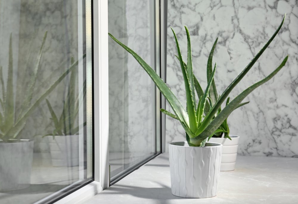 Aloe Vera Indoors 2