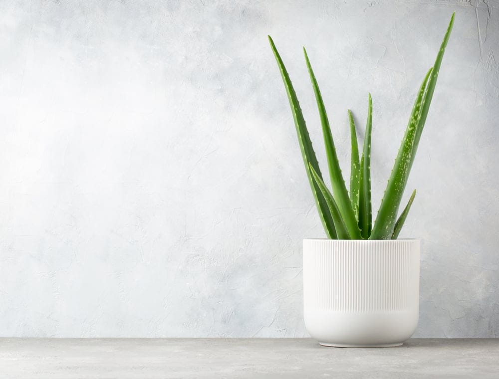 Indoor Aloe Vera