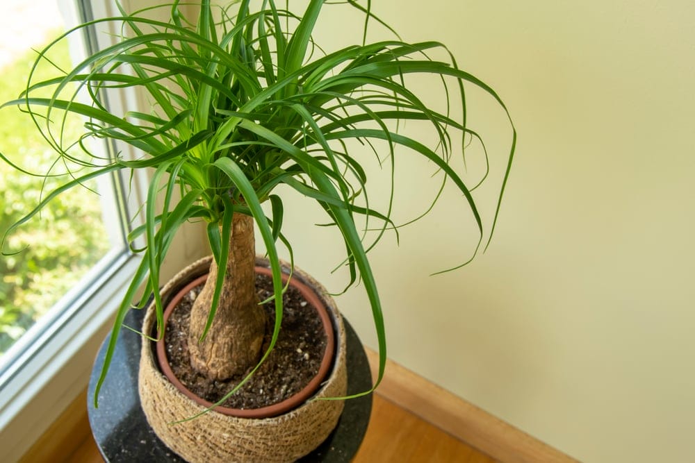 ponytail palm