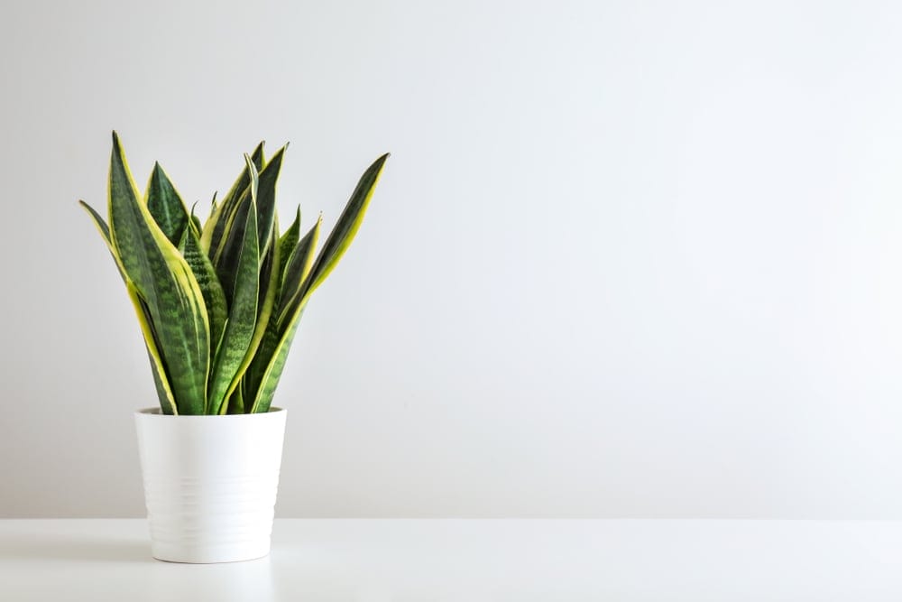Snake Plant