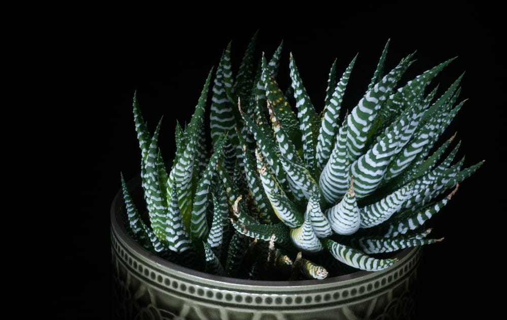 Zebra Plant