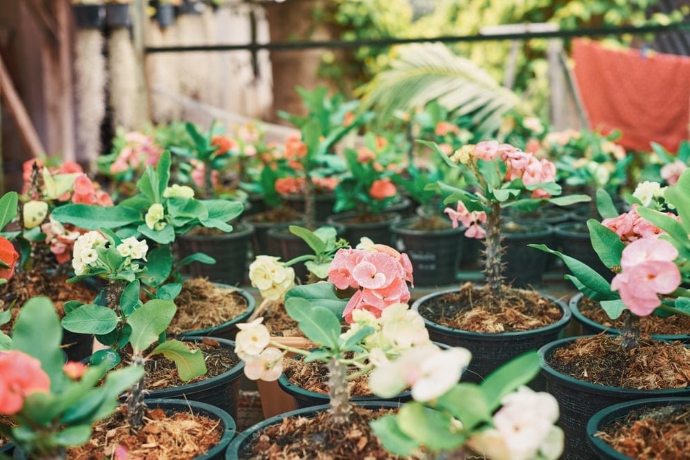 crown of thorns