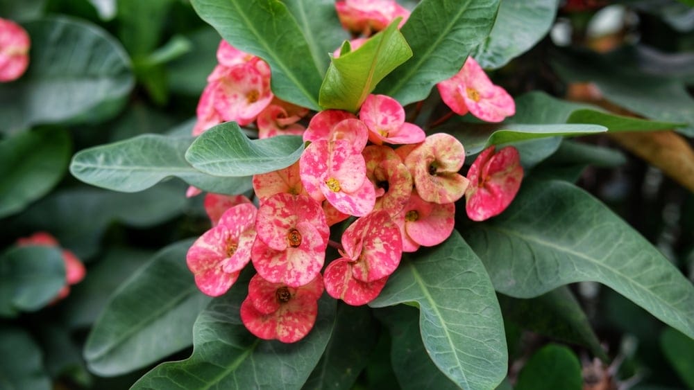 crown of thorns