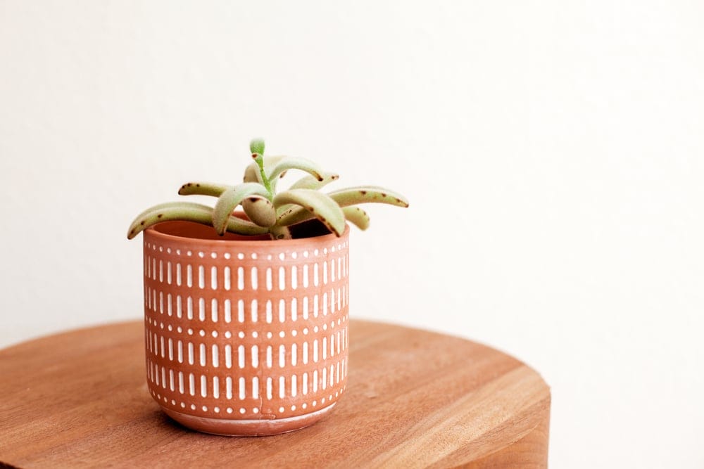 panda plant