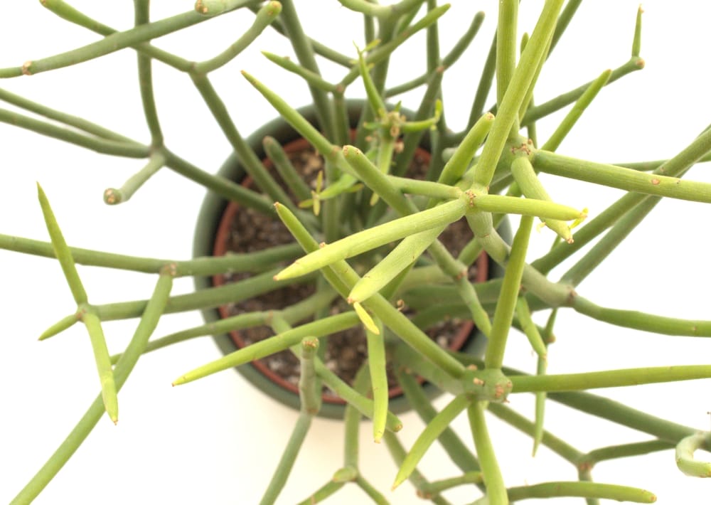 pencil cactus