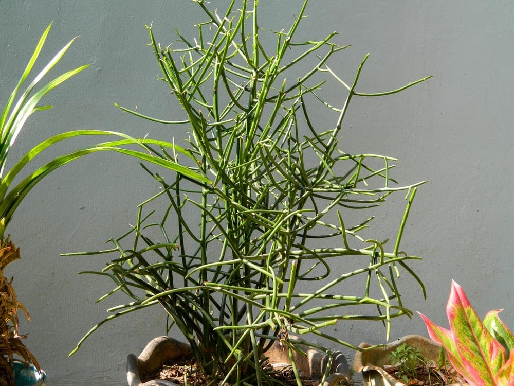 Pencil Cactus