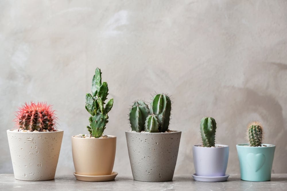 succulent garden
