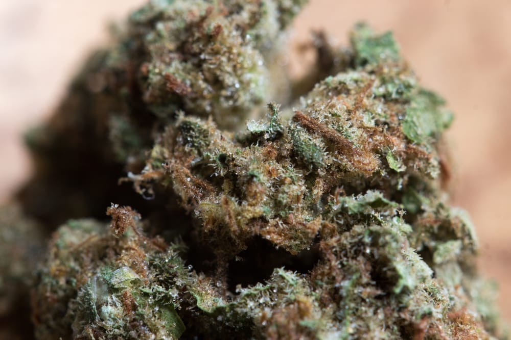 blue cheese marijuana