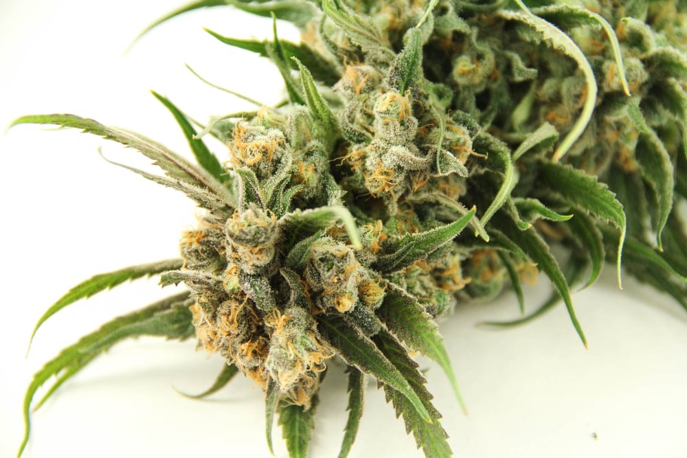 blue dream marijuana
