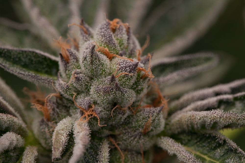 girl scout marijuana