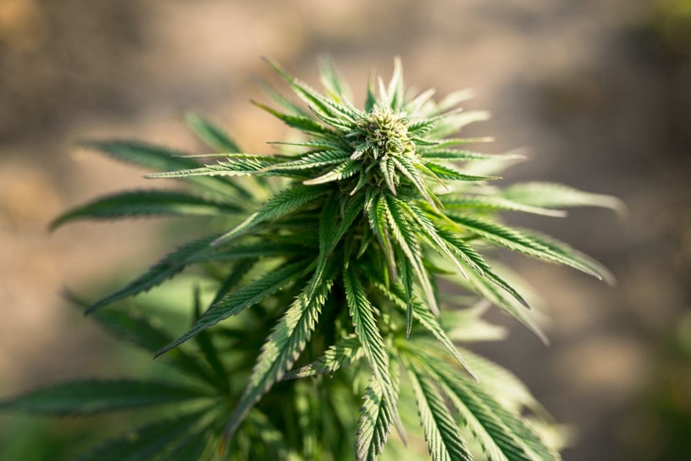 girl scout marijuana