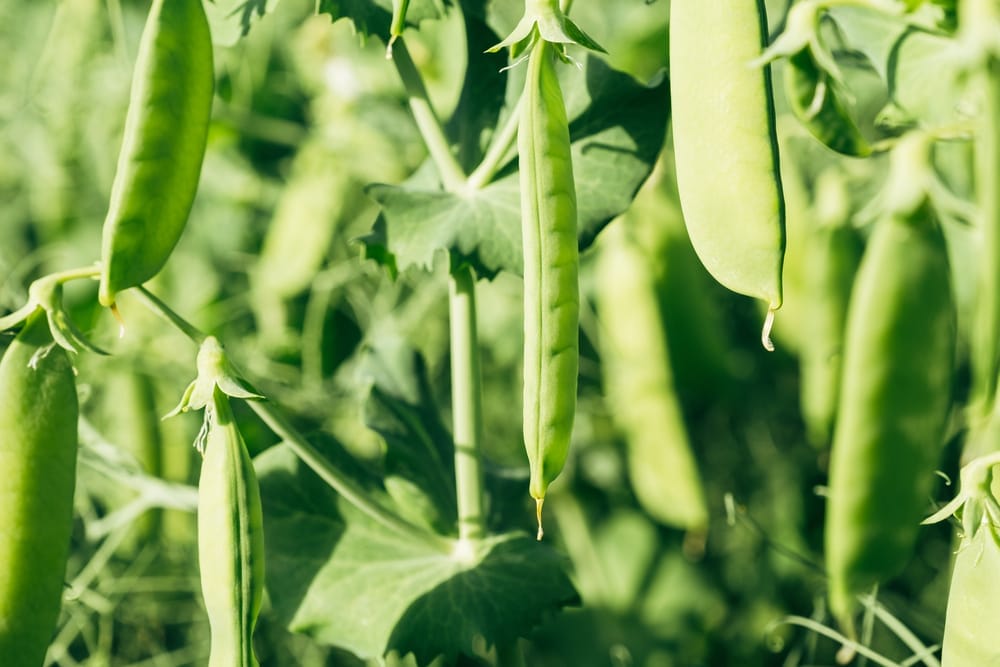 green beans