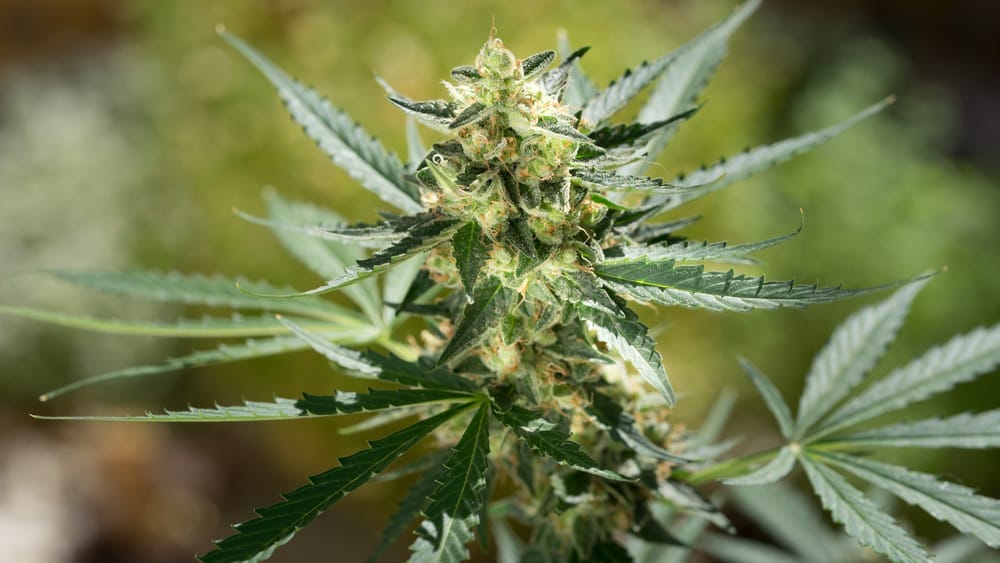 northern lights marijuana
