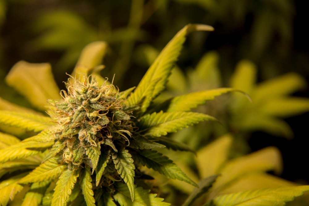 northern lights marijuana
