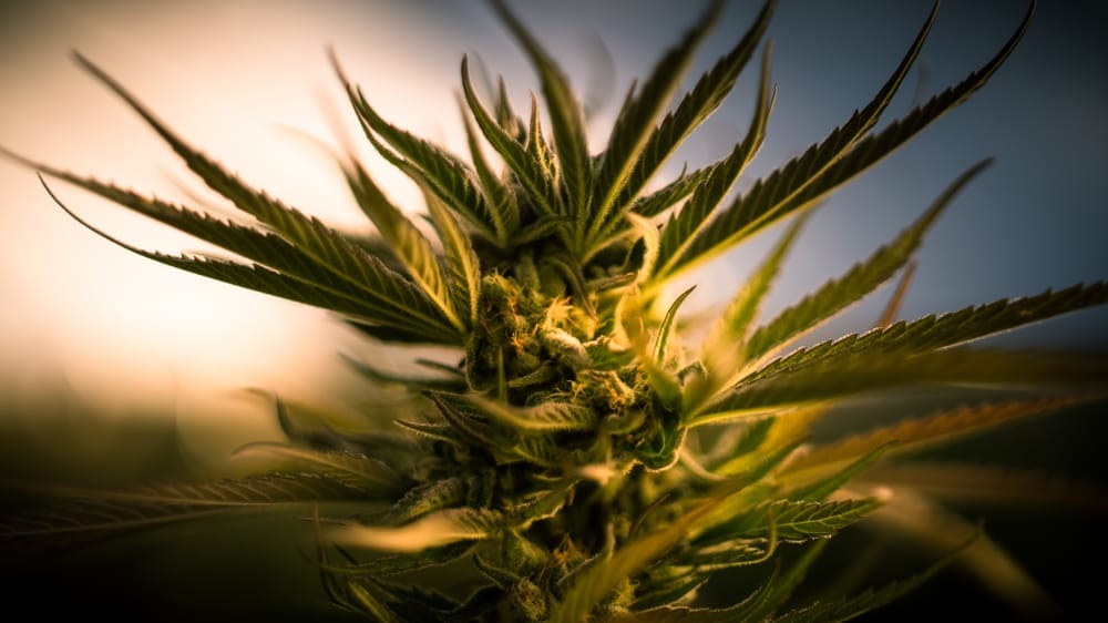 Zkittlez marijuana