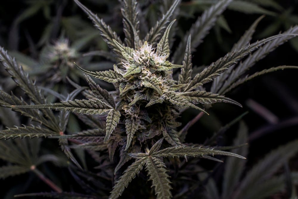 zkittlez marijuana