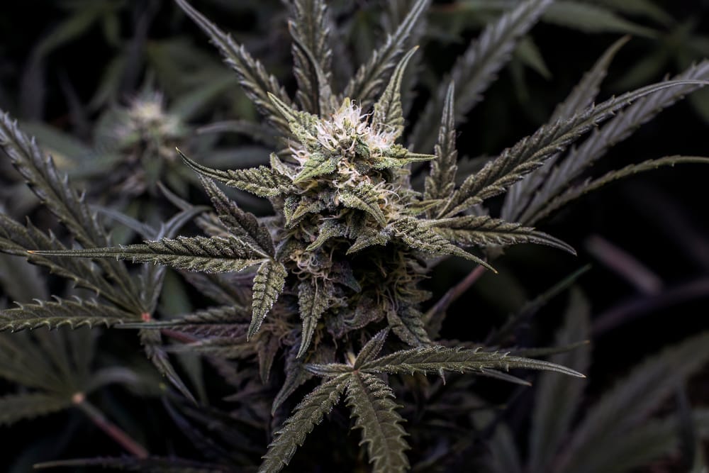 zkittlez marijuana