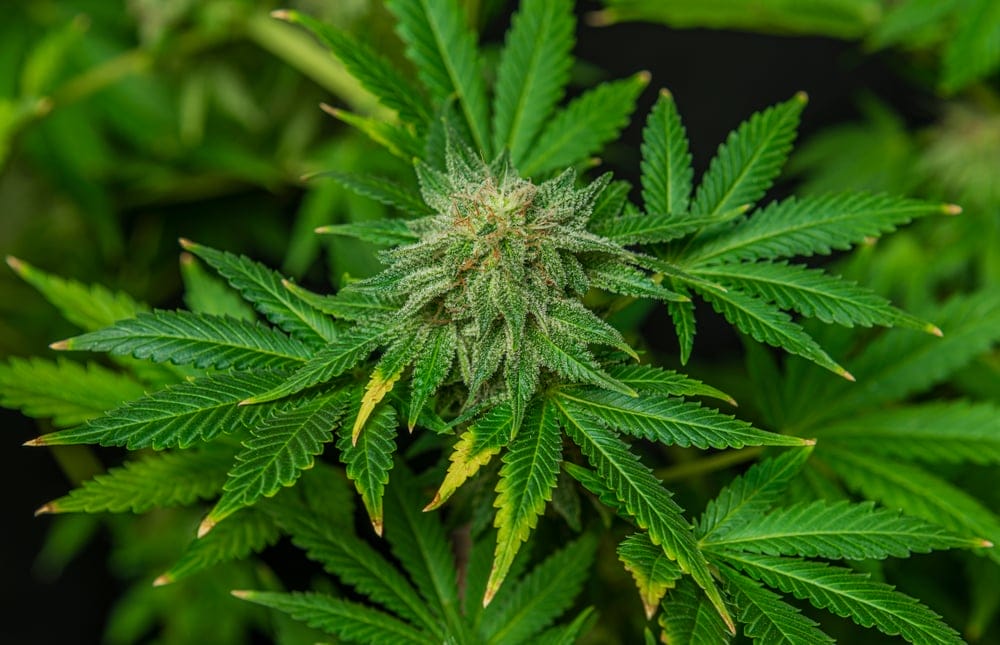 afghan kush marijuana