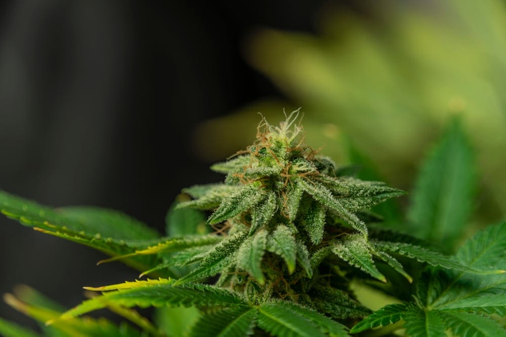 afghan kush marijuana