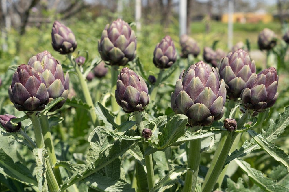 artichoke plant