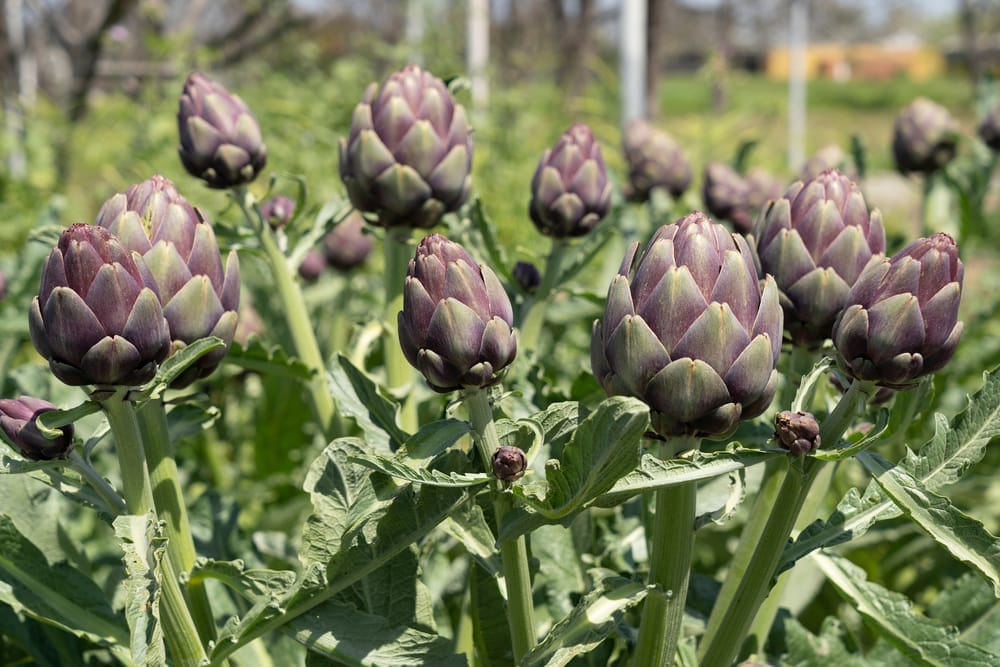 artichoke plant