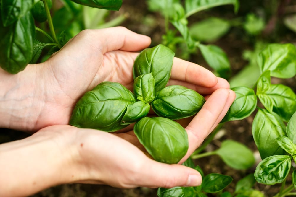 basil growing outside