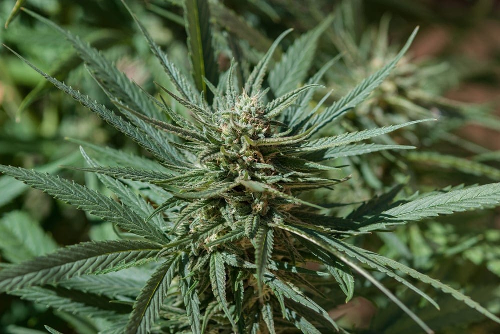 blue dream marijuana