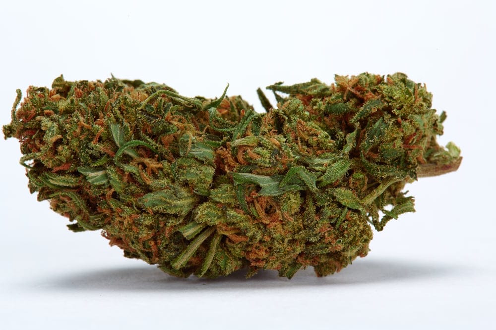 durban poison marijuana