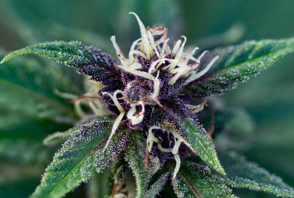 durban poison marijuana