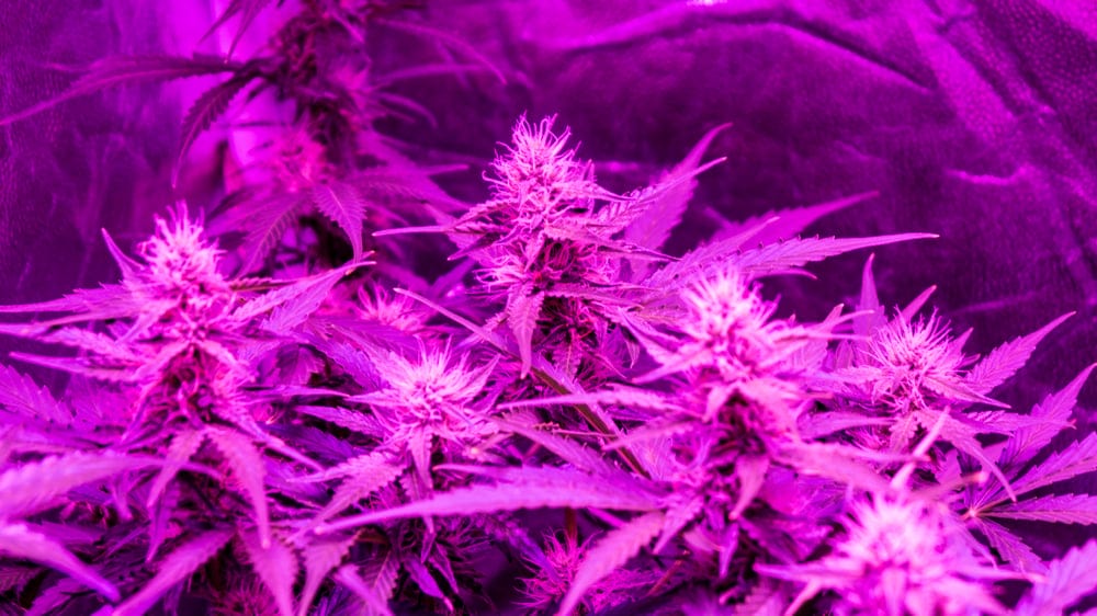 gorilla glue marijuana