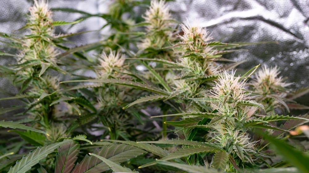 gorilla glue marijuana
