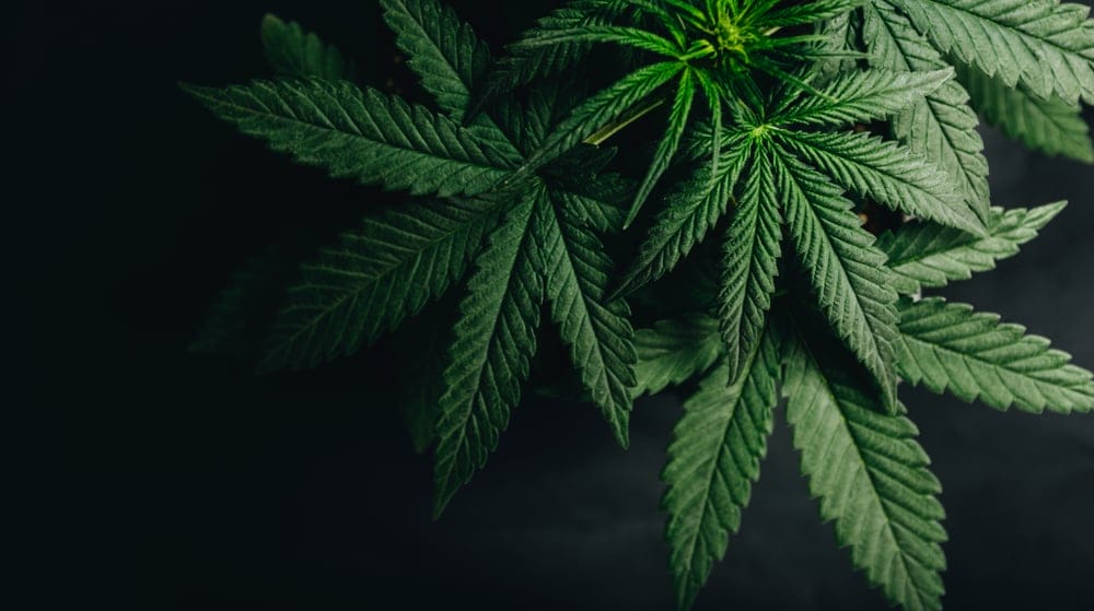 marijuana