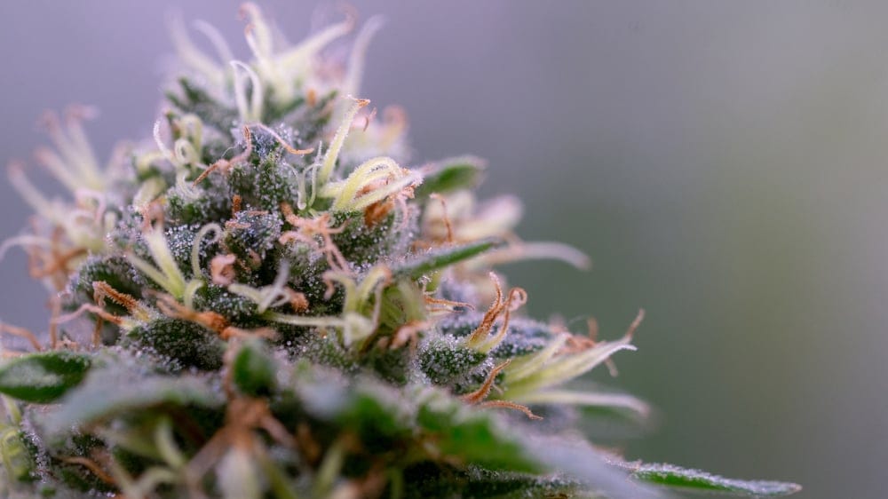 white widow marijuana