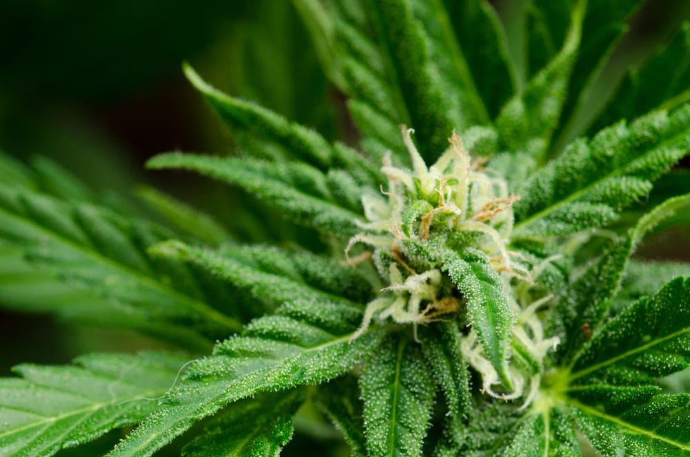 white widow marijuana