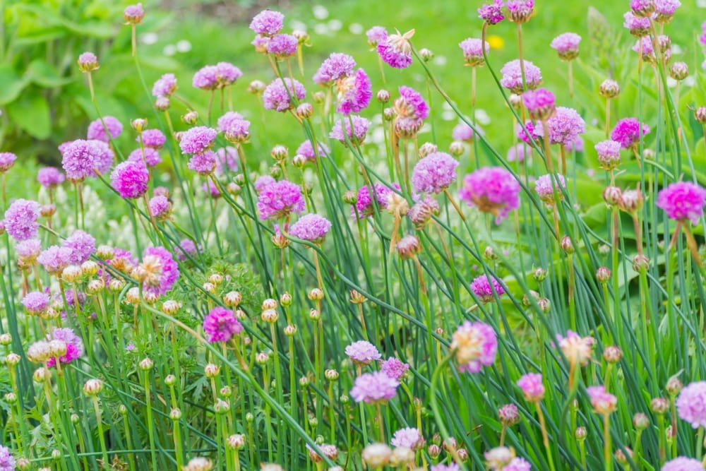 chives growing