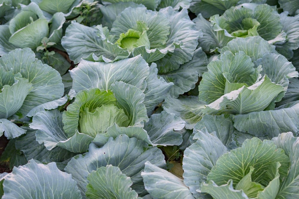 cabbage