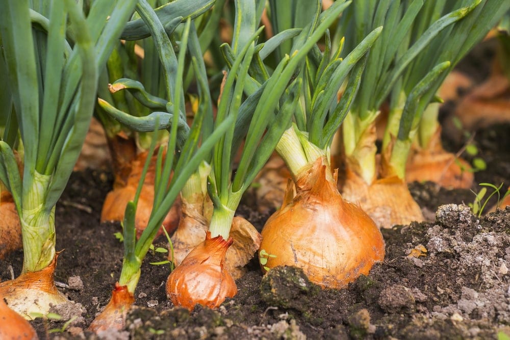 onions