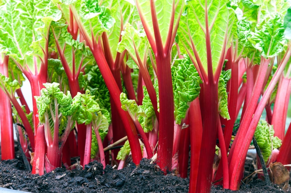 rhubarb growing