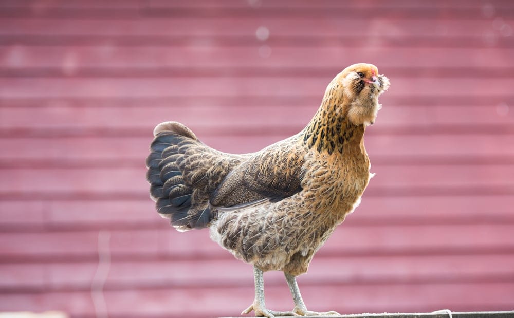 ameraucana