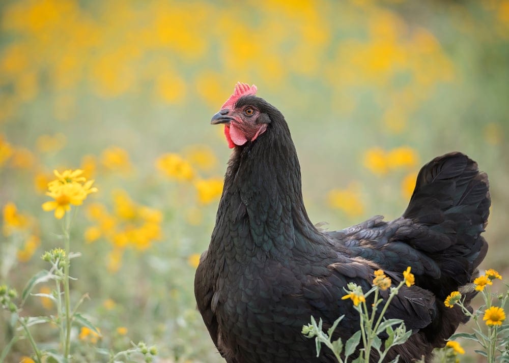 australorp