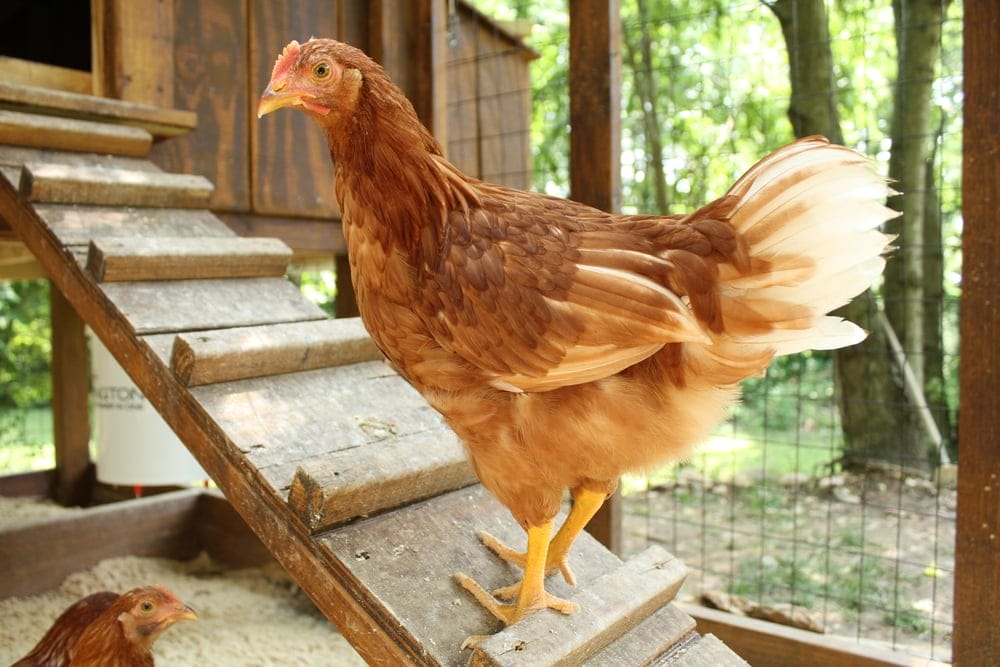 golden comet chicken
