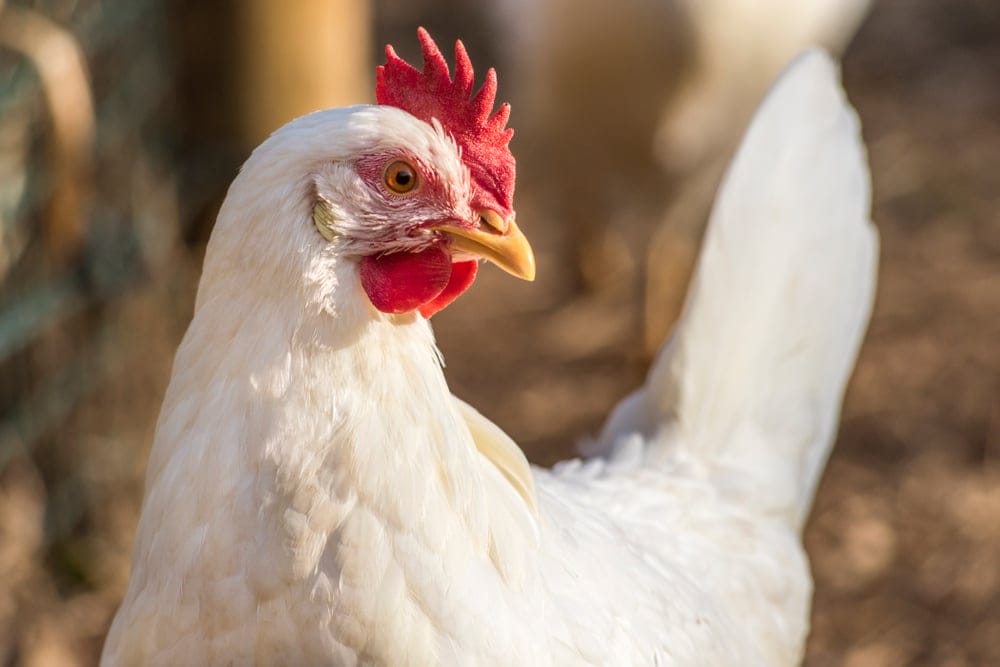 leghorn