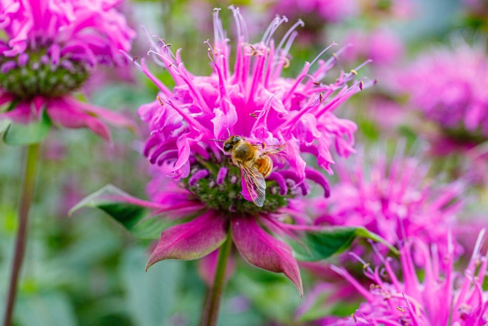 bee balm flower